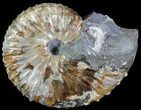 Hoploscaphites Ammonite - South Dakota #62605-1